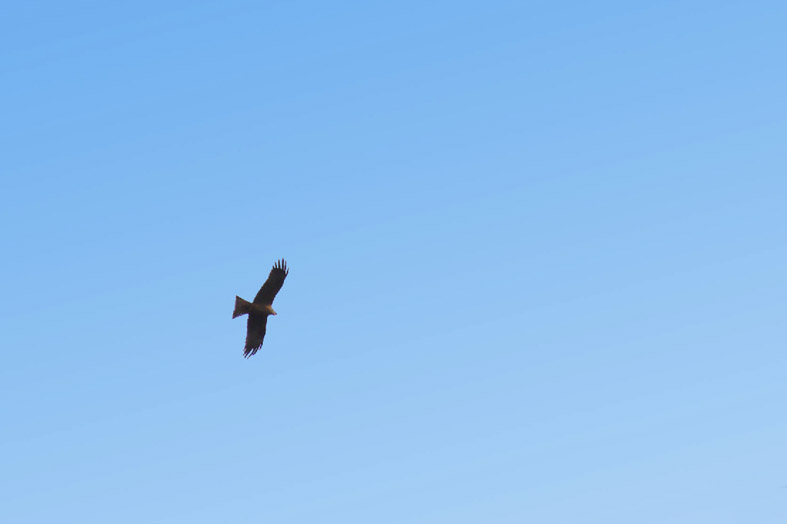 Rapace da identificare. Nibbio bruno